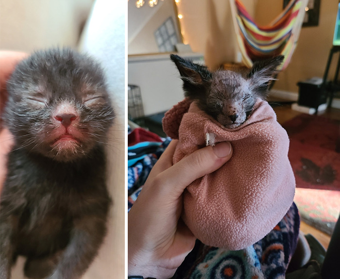 Owners Thought Their Kitten Was Sick, Found Out That Gracie Is Actually A Wolfcat
