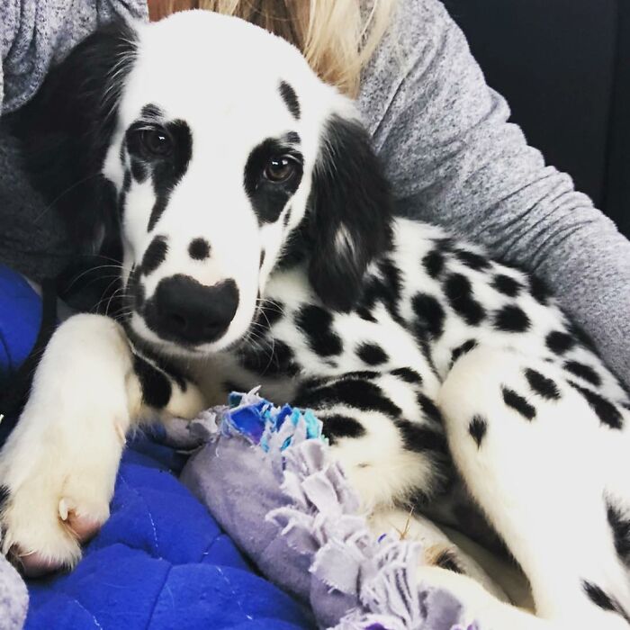 Meet The Adorable Dog That Looks Like A Mix Between A Dalmatian And A Golden Retriever
