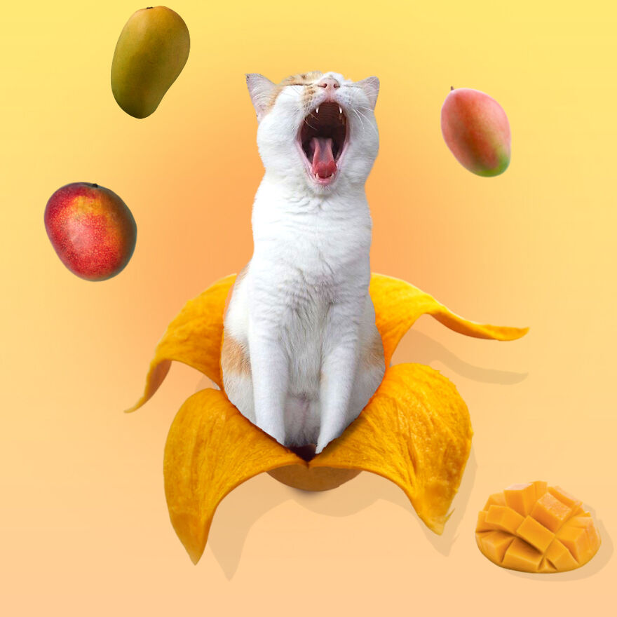 My Cat Poppy Came Back As Mango