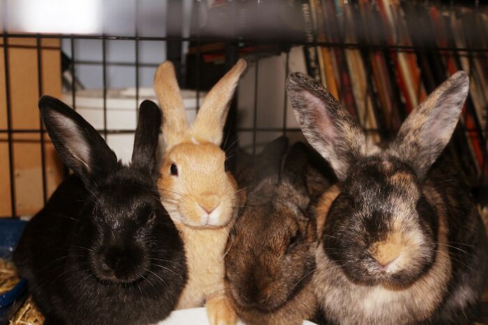 Opal, Tippex, Lilly And Ophelia 