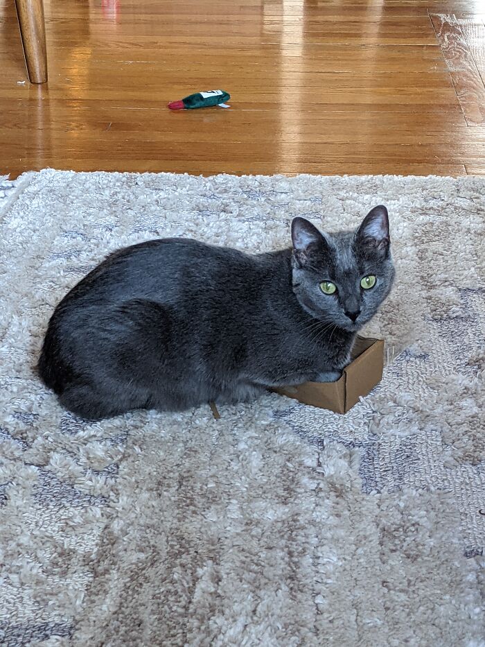 Birdie In A Box!