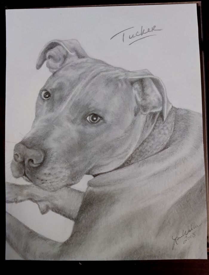 Graphite Sketch Of My Friend's Dog.