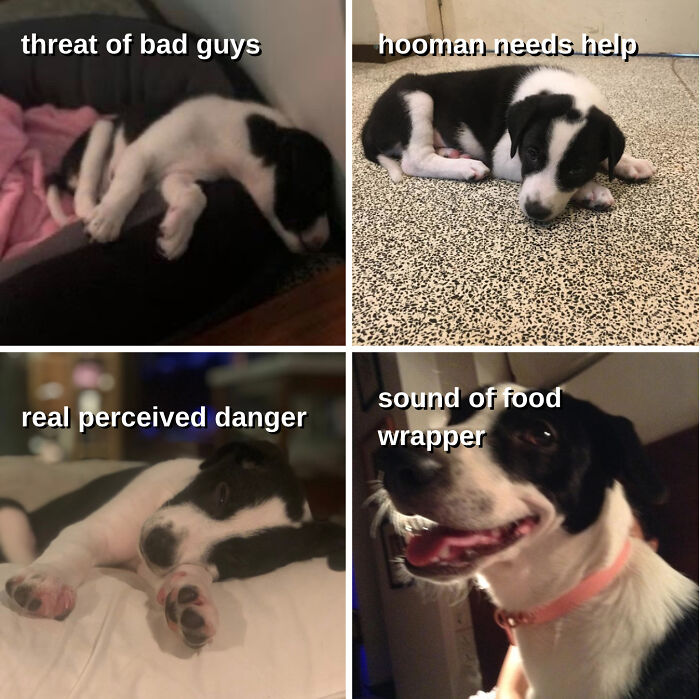 A Meme I Made Of My Doggo