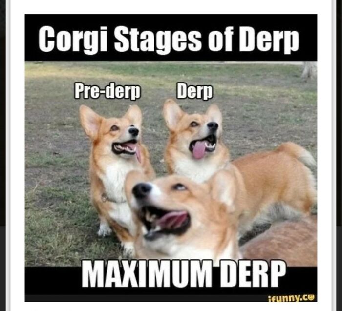 Corgi Stages Of Derp