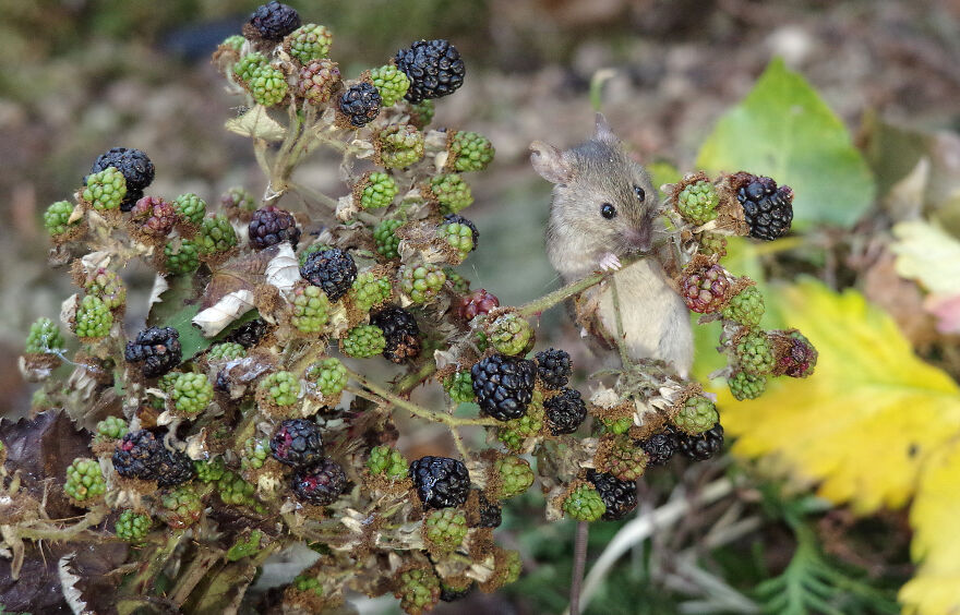 I Photographed The Mouse By The Brambles