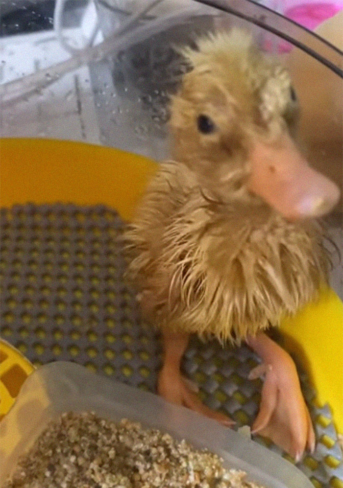 Woman Surprised After A TikTok Hack Worked And She Hatched A Duck From A Supermarket Egg