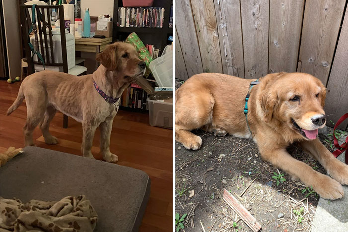 Georgia, A 5 Y/O Golden Retriever Rescued From A Puppy Mill Associated With The Dog Meat Trade ("After" Images Didn't Work The First Time Around, So This Is My 2nd Attempt). We've Had Her For 3 Months And She's Settling In Beautifully