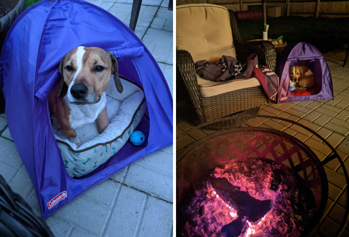 What Do You Do When You Find A Mini Coleman Tent Meant For An 18" Doll At Goodwill And You Don't Have Any Kids Or Dolls? You Get It For Your Dog, Of Course