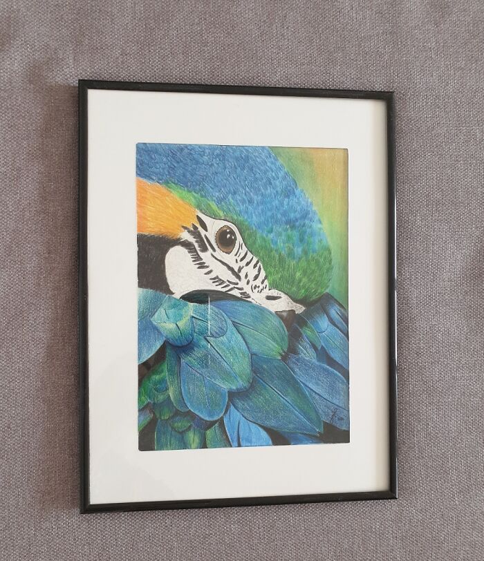 My Parrot Drawing 