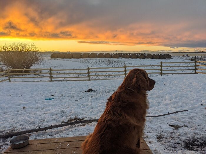 Was A Fiery Sunset With Our Favourite Golden!