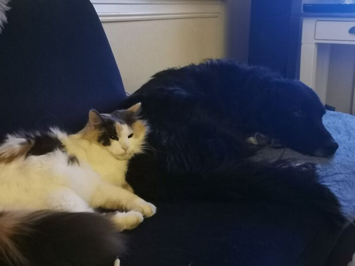 This Picture Was 2 Years In The Making... Lykke Using Rocky As Her Cosy Pillow...