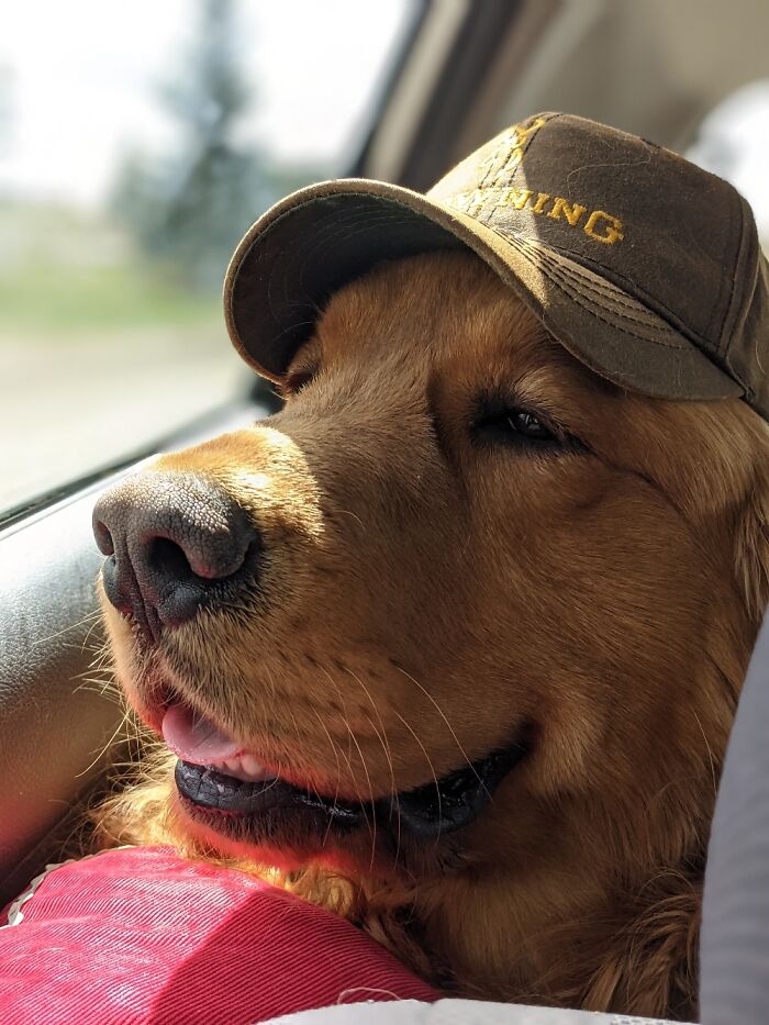 My Nnew Favorite Photo Taken Earlier Today - Discoverd Our Dog Loves Wearing Hats In The Car!