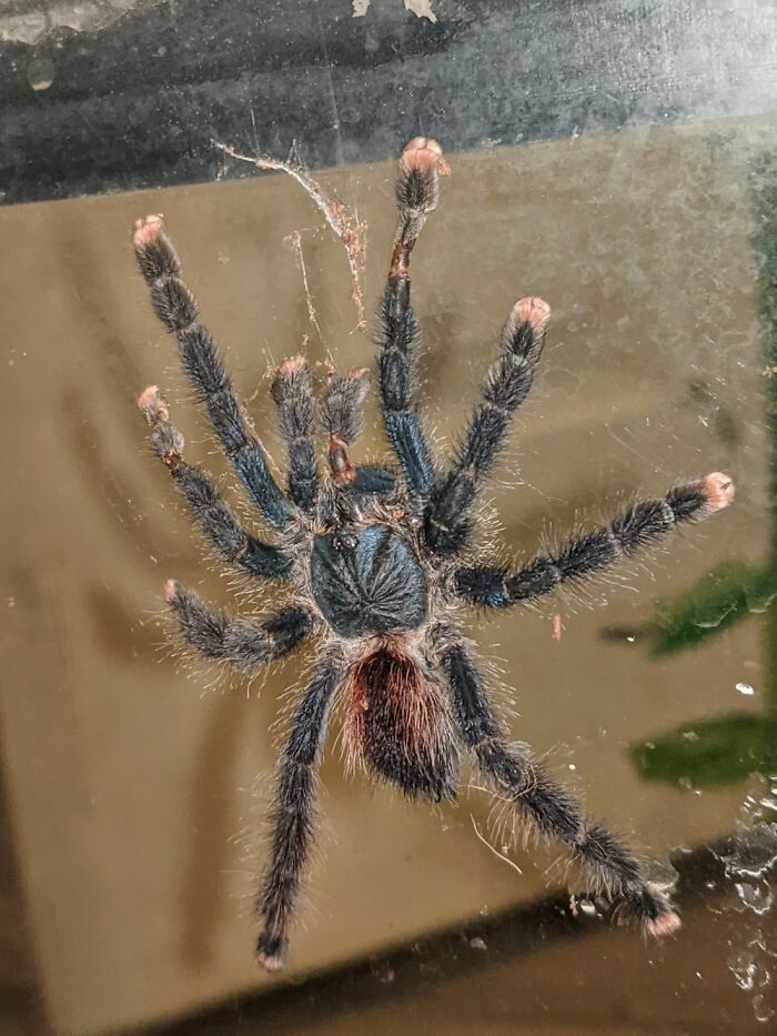 This Is Mr. T, He Is A Pink Toe Tarantula
