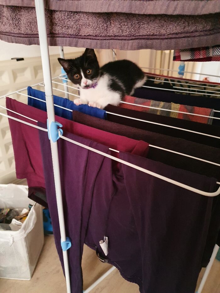 Minerva's Face When She Realised She'd Been Busted Lying On The Clean Washing.