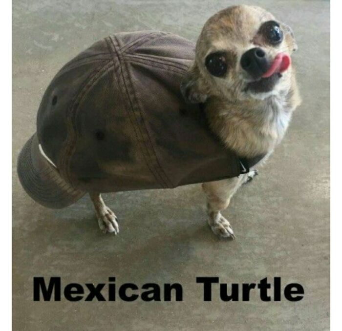 Mexican Turtle