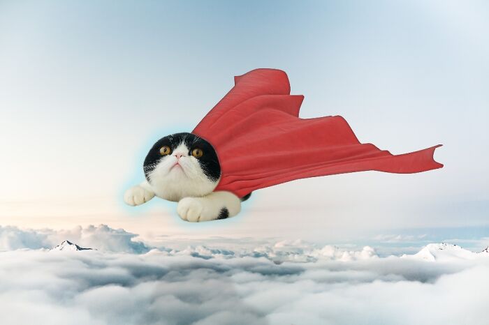 Super Cat! - The Internet Makes Me Do This