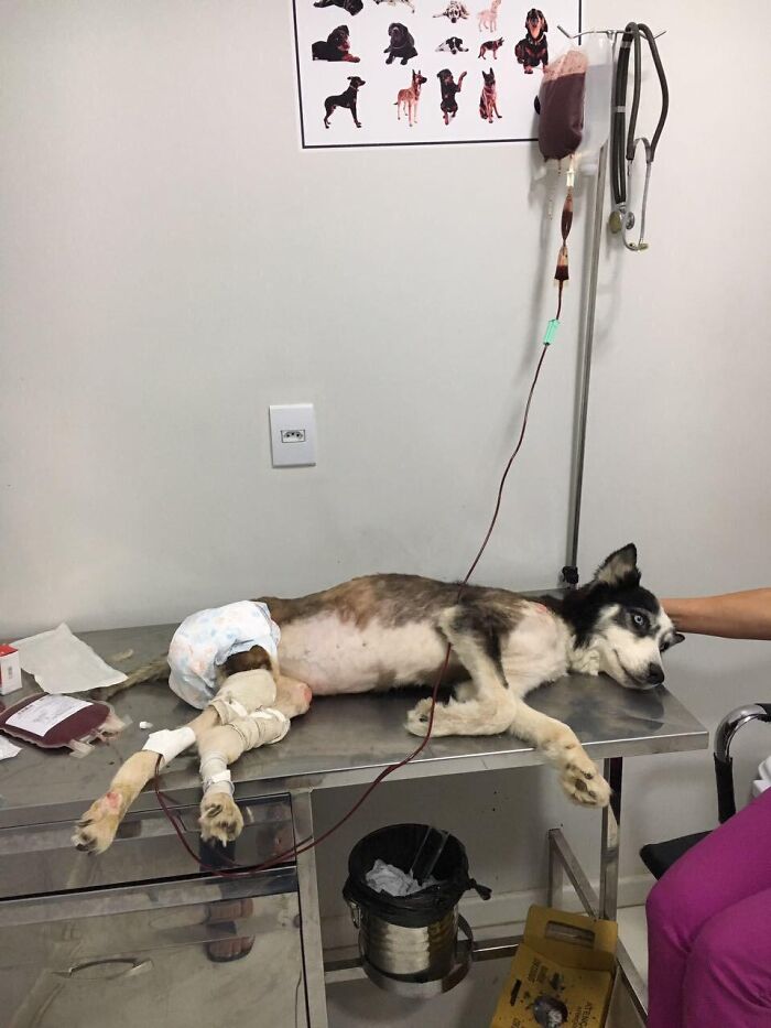 Owners Exploited This Husky Until She Could No Longer Walk And Produce Puppies - This Woman Gave Her A Second Chance In Life
