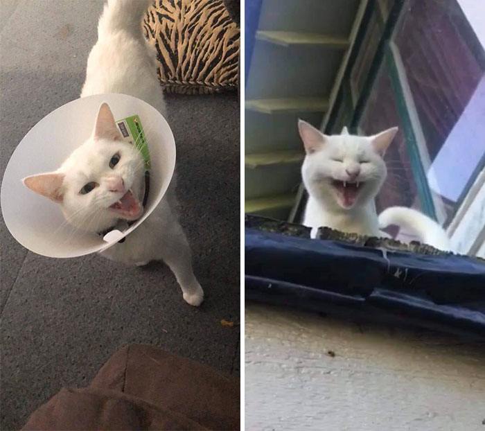 I Lost My Little Girl To Cancer Yesterday Morning. She Was Great At Yelling And Getting Herself Into Situations That Could Only Be Fixed By Yelling (Her Logic). Please Enjoy These Shots Of Her Yelling. Goodbye Sasha, I’ll Miss You Forever
