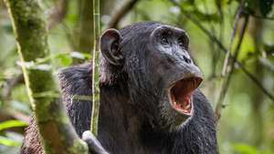 chimpanzee-60963635bf285.jpg
