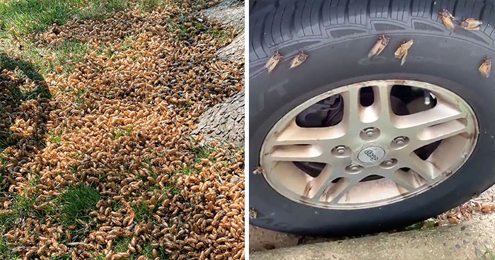 Billions Of Cicadas Emerge After 17 Years In The Ground And Create Chaos In Parts Of The US (30 Pics)