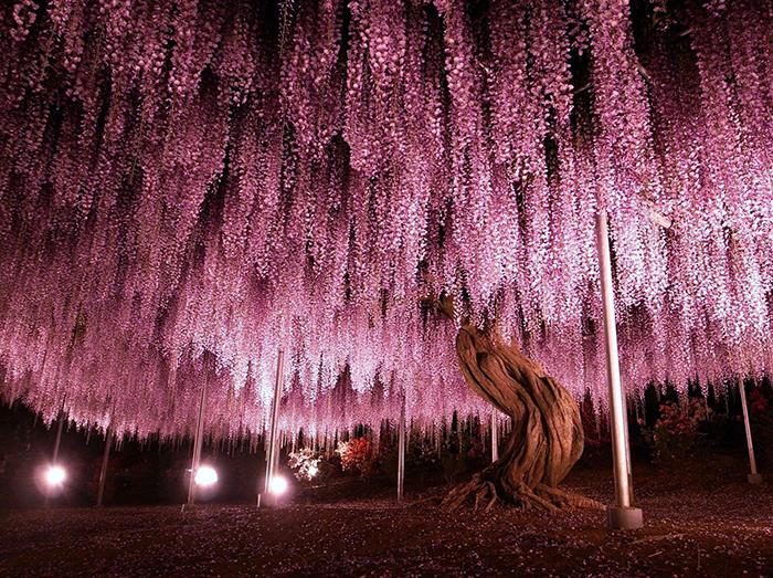 Glicinia de 150 años en el parque floral de Ashikaga, Japón