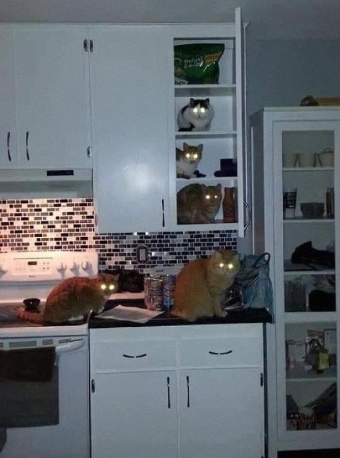No Dishes. Only Cats