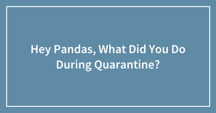 Hey Pandas, What Did You Do During Quarantine? (Closed)