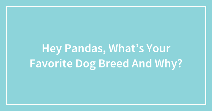 Hey Pandas, What’s Your Favorite Dog Breed And Why? (Closed)