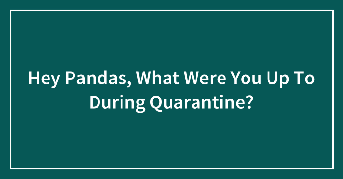 Hey Pandas, What Were You Up To During Quarantine? (Closed)
