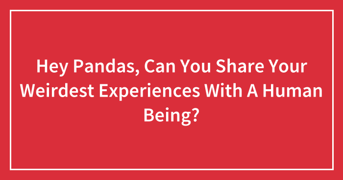 Hey Pandas, Can You Share Your Weirdest Experiences With A Human Being? (Closed)