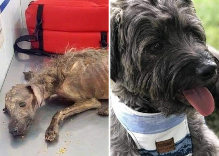 Hey Pandas, Show A Picture Of Your Rescue Animal (Closed)