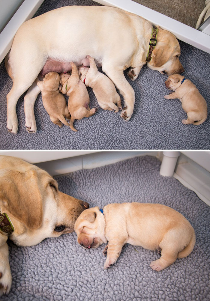 Baby Dog And With Mother Dog