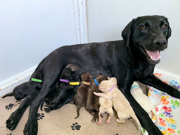 My Foster Mama Ellie Had Her Babies Yesterday - Apparently, She Came With A Whole Lab Sampler Pack