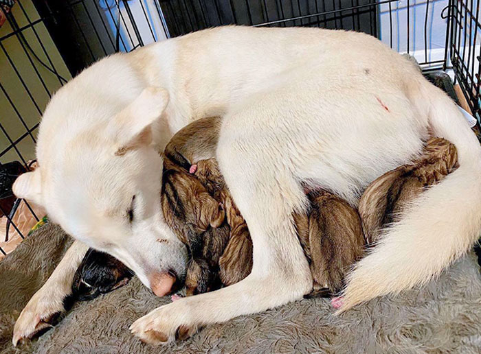 6 horas + 9 cachorritos = 1 madre cansada. Nuestra dulce madre primeriza, Ellie Mae y sus bebés