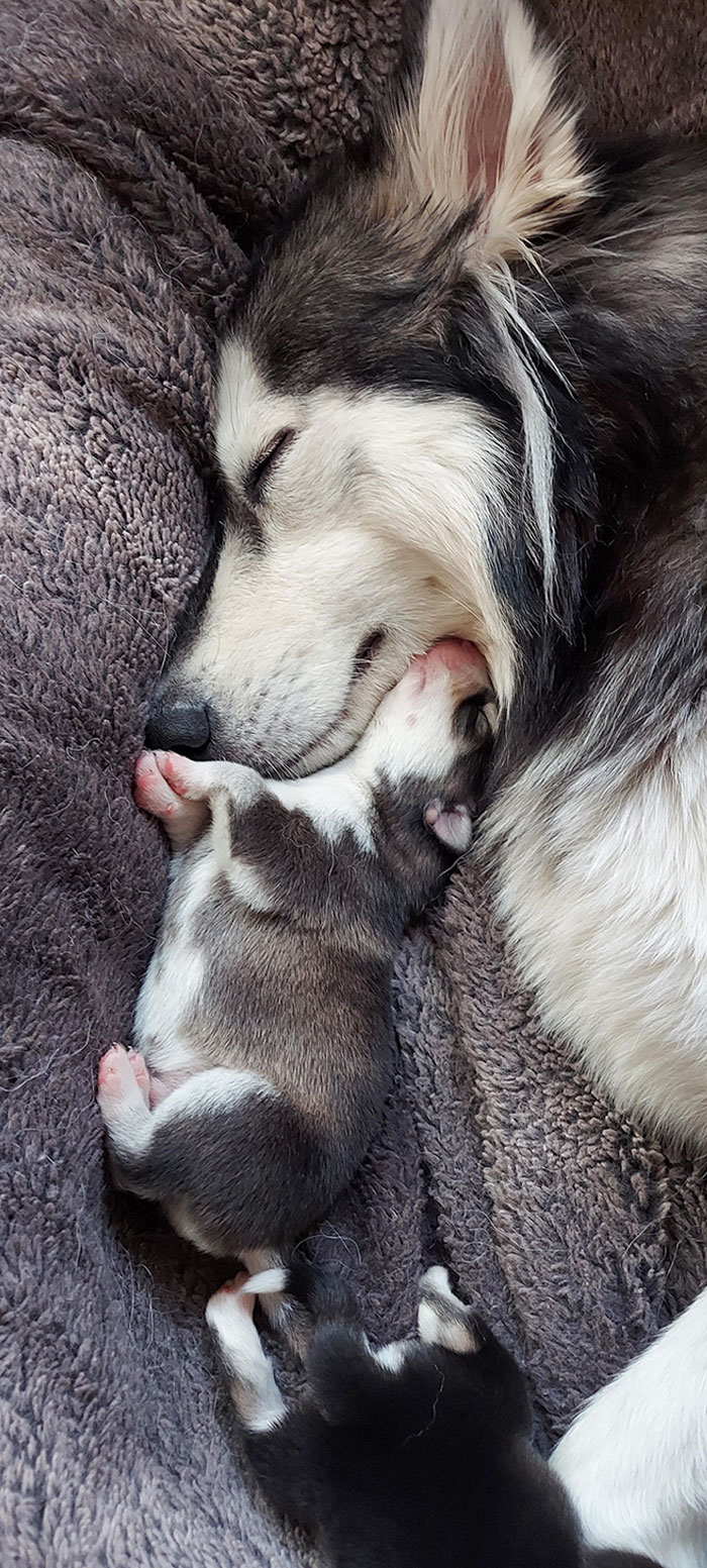 Managed To Take This Cute Picture Of My Husky And Her Pup Snuggling Up Together (She's A First-Time Mom And Had 8 Cute Puppies)