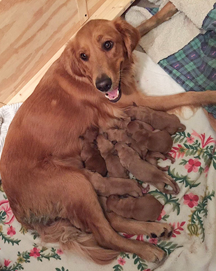 Orgullosa mamá canina de ocho cachorritos pillos