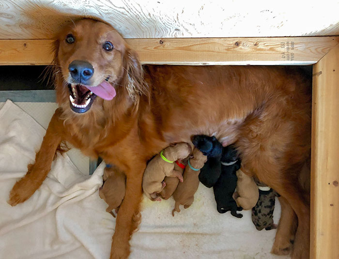 Proud Mama. 9 Golden Retriever/Rough Collie Puppies Born This Saturday