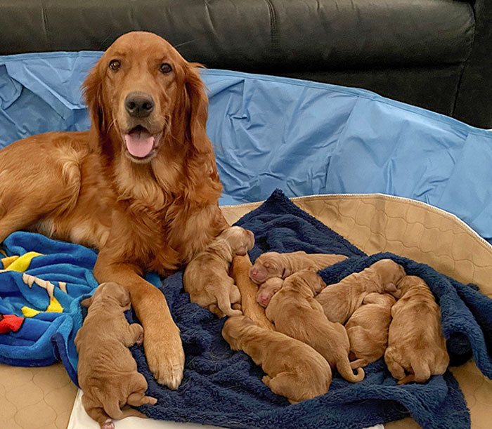Proud Mama Daisy With Her First Litter
