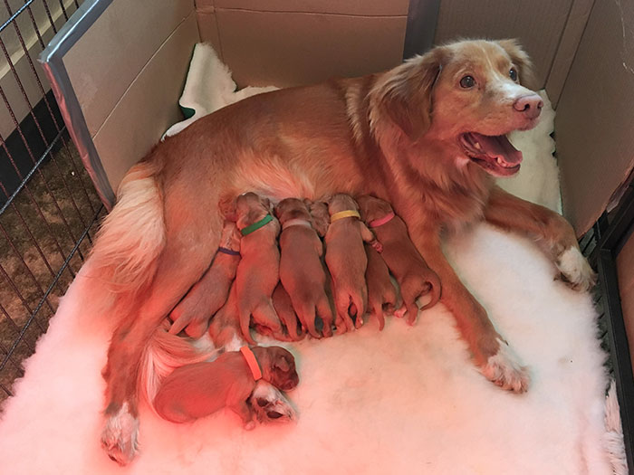 Proud Mumma Meggy With Her Nine Puppies