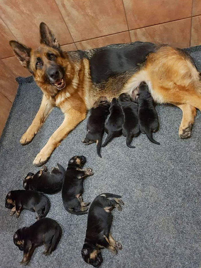 German Shepherd And Her Babies
