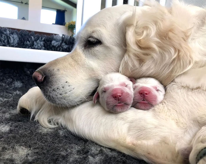 50 Proud Dog Mommies With Their Puppies (New Pics)