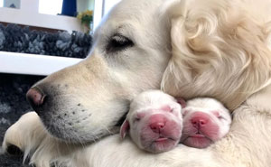 50 Mamás perrunas posando orgullosas con sus cachorros