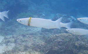 This Diver Found A Missing Wedding Ring Around A Fish's Body