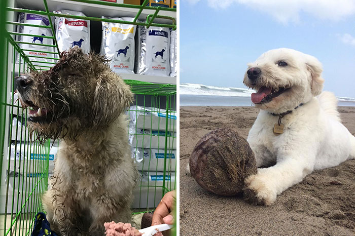 We Rescued A Dog With A Hole In Her Head, Treated Her, And Found Her A Loving Home