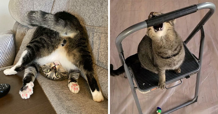 45 Times Cats Malfunctioned And Their Owners Just Had To Document It Online (New Pics)