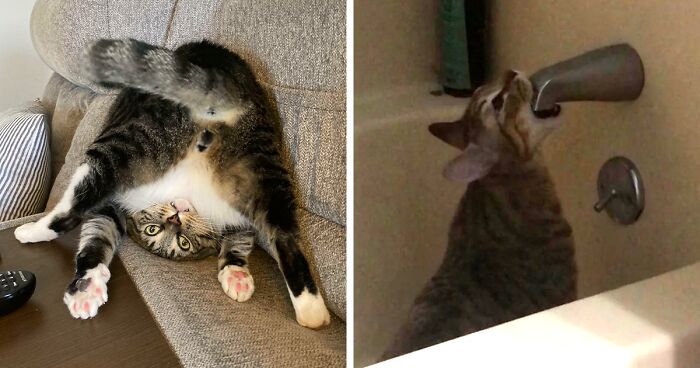 45 Times Cats Malfunctioned And Their Owners Just Had To ...