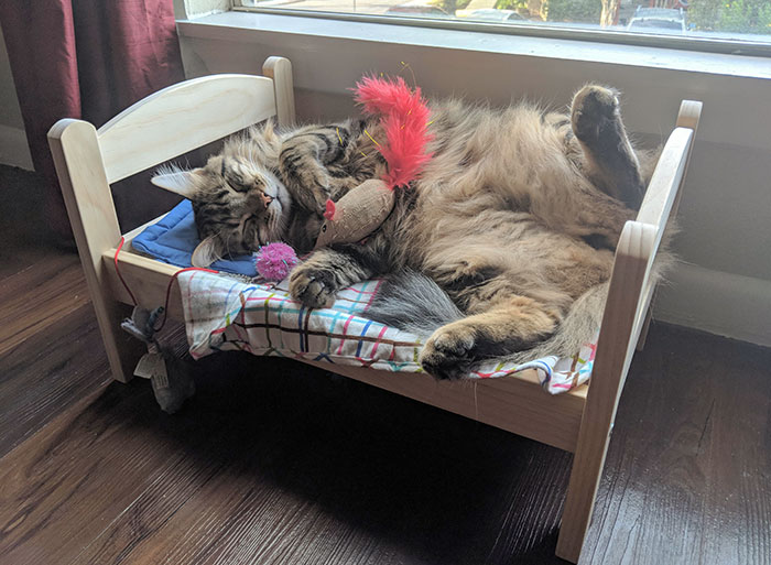 My Best Friend Bought Her Cat An Actual Bed