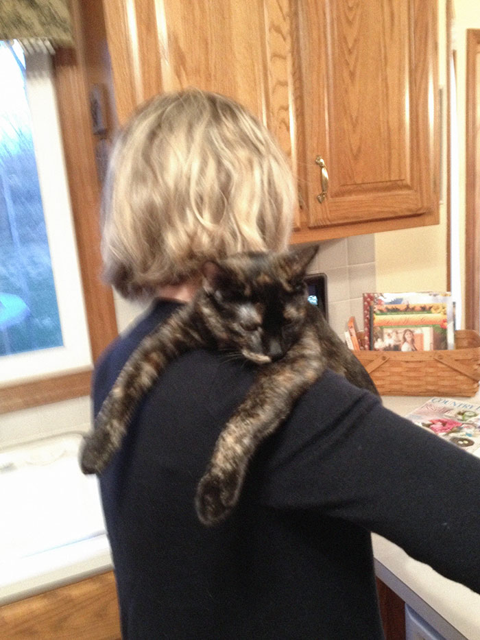 My Cat Demands That She Be Carried Around The House Like This All Of The Time