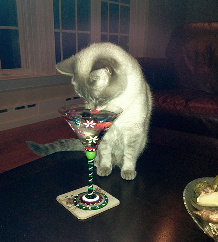  A mi gato le gusta tomar un “cóctel” cada vez que tomo un trago (y maúlla hasta que se lo doy). Solo bebe de este vaso festivo