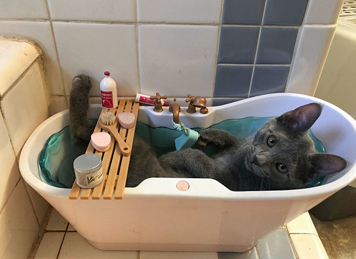 One Of Our Kittens Only Sleeps In My Daughter's Doll Bathtub